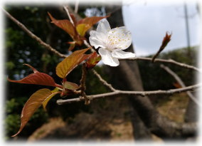 社教センターの桜