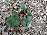 ツワブキの葉